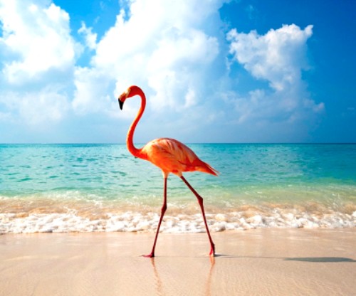 Playa Dominicus - Rep. Dom.