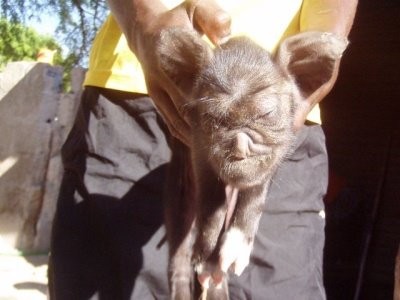 Cerdo con trompa de elefante