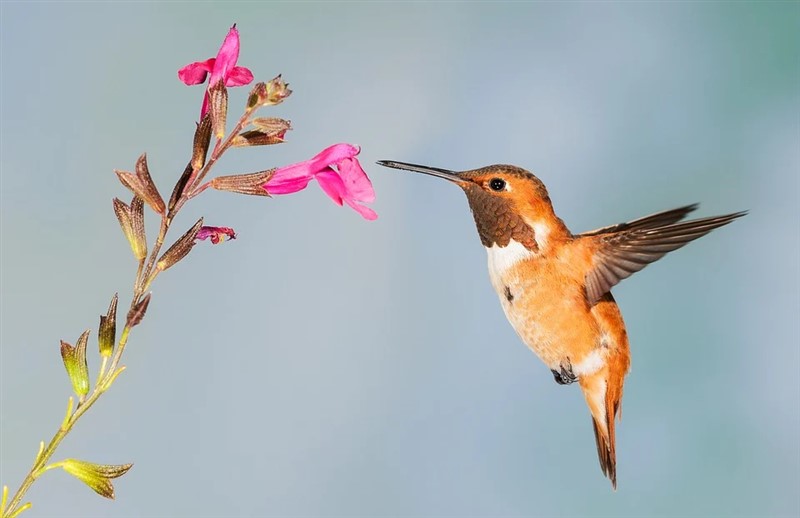 Naturaleza - 2020 - 06