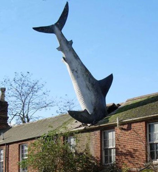 Tiburon Volador