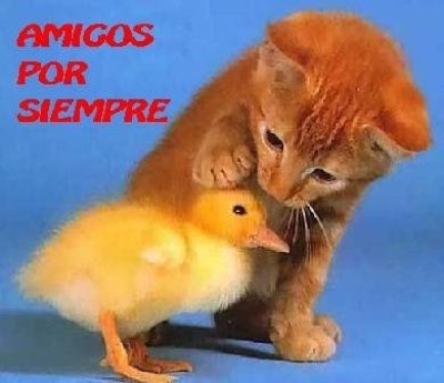 Amigos por Siempre
