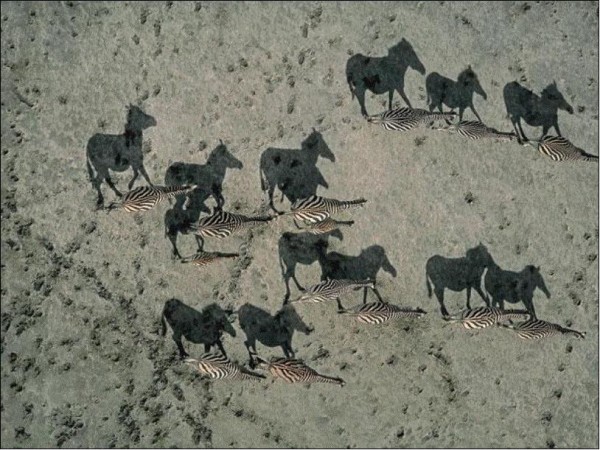 Zebras en el Desierto