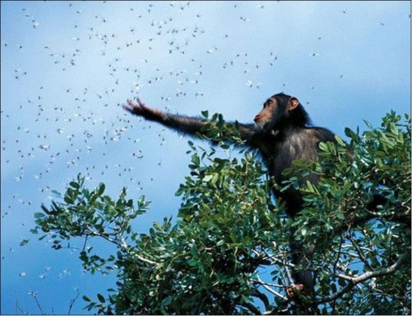 Chimpance queriendo volar