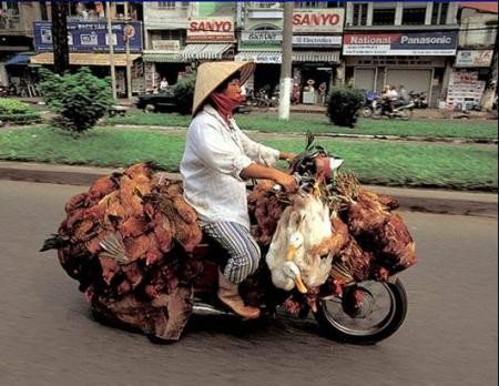 Gallinas