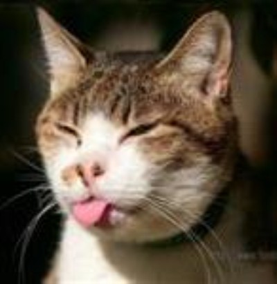 Gato Burlon