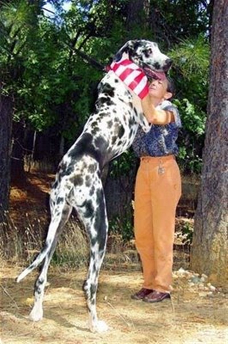 Perro mas alto del Mundo