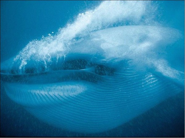 Orca en la Profundidad