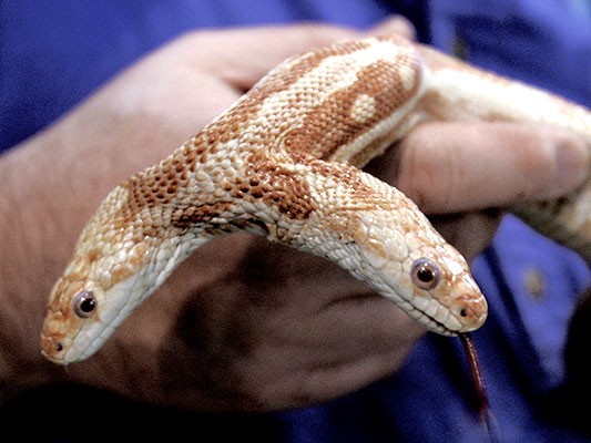 Serpiente de dos cabezas