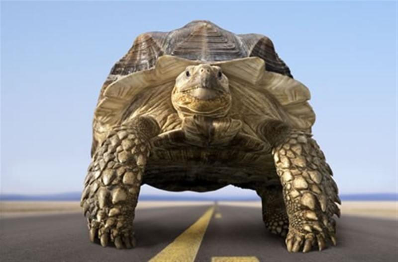 TORTUGA