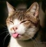 Gato Burlon